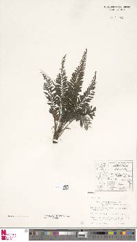 Cephalomanes atrovirens subsp. boryanum image