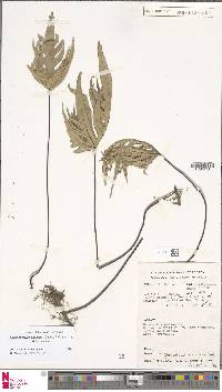 Calciphilopteris papuana image