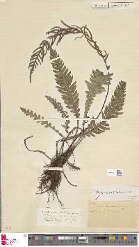 Austroblechnum leyboldtianum image