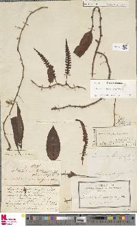 Davallia heterophylla image