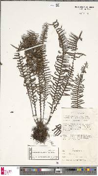 Prosaptia obliquata image