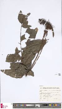 Cyclodium meniscioides var. meniscioides image