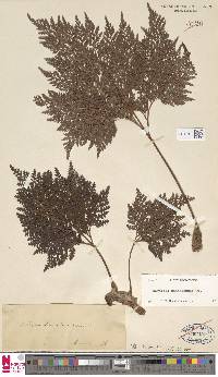 Davallia canariensis image