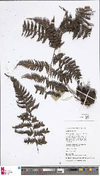 Davallia divaricata image