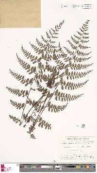 Athyrium foliolosum image