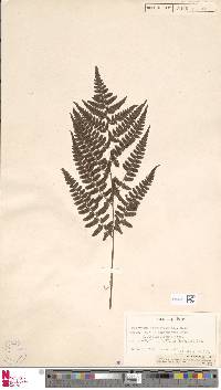 Athyrium gymnogrammoides image