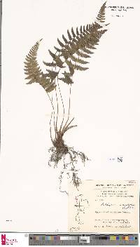 Athyrium dissitifolium image