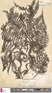 Athyrium nitidulum image