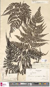 Athyrium nitidulum image