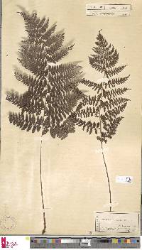 Athyrium tozanense image