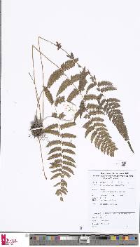 Athyrium dissitifolium image