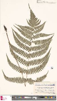 Athyrium otophorum image