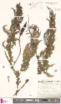 Athyrium distentifolium image