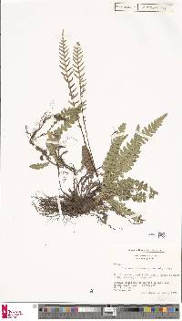 Austroblechnum lechleri subsp. lechleri image