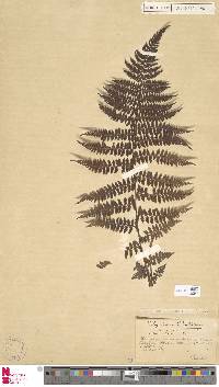 Athyrium distentifolium image