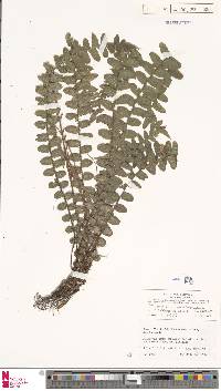 Austroblechnum membranaceum image