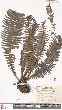 Blechnum nipponicum image