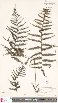 Diploblechnum fraseri image