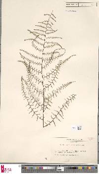Adiantopsis dichotoma image