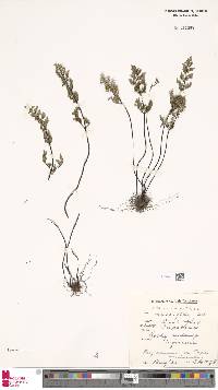 Cheilanthes multifida image