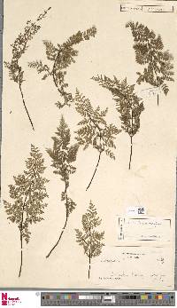 Cheilanthes multifida image