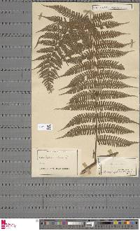 Diplazium polypodioides image