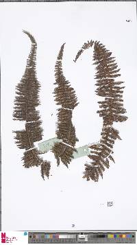 Diplopterygium bullatum image