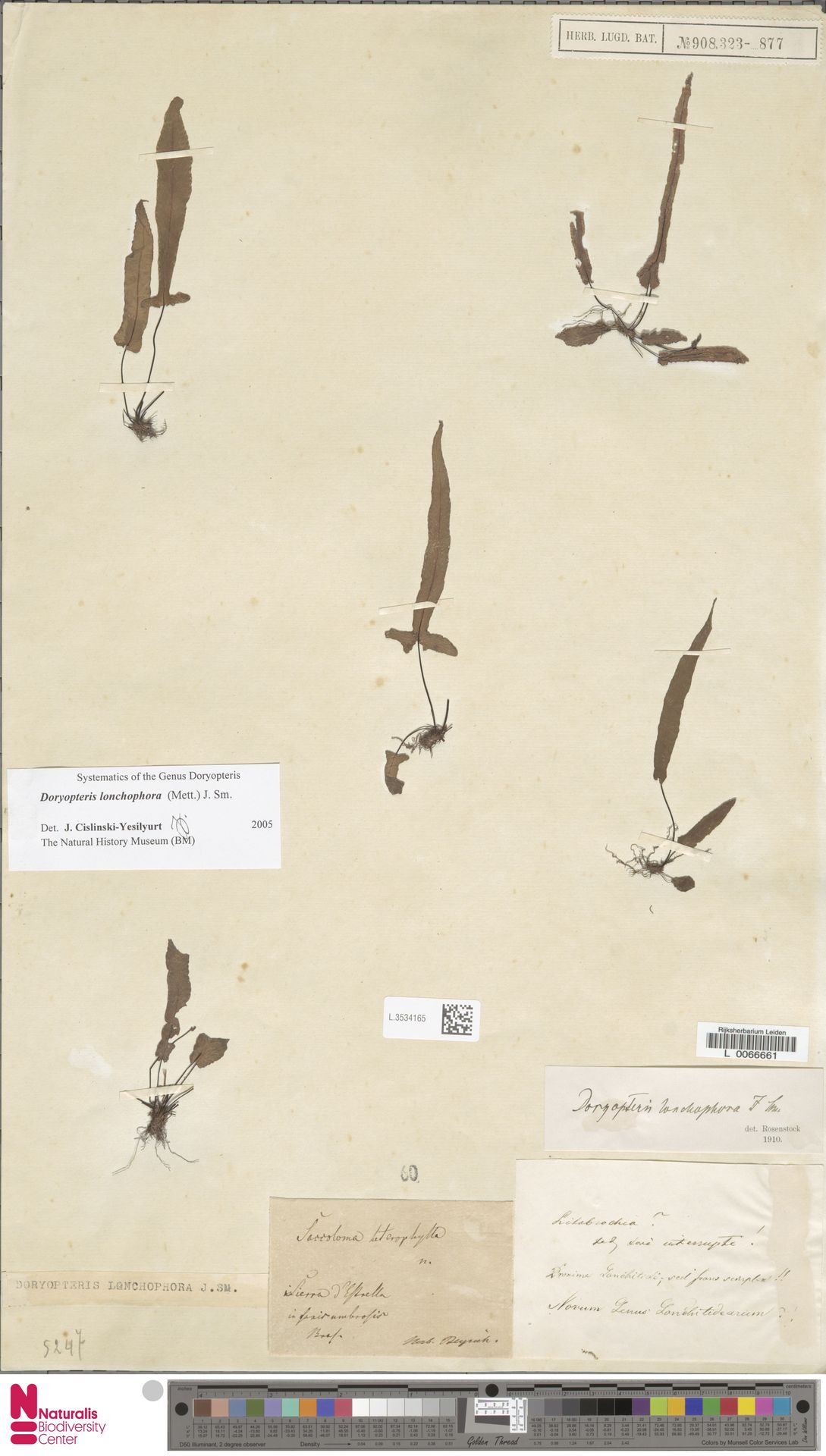 Doryopteris lonchophora image