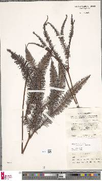 Sticherus hirtus var. candidus image