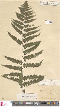 Dennstaedtia arborescens image