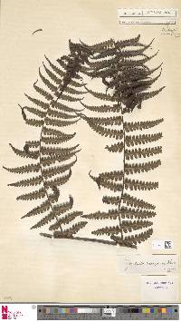 Dennstaedtia arborescens image