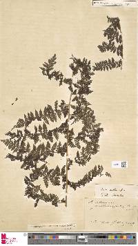 Dennstaedtia anthriscifolia image