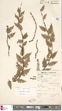 Davallia sessilifolia image