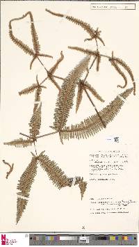 Dicranopteris linearis var. ferruginea image