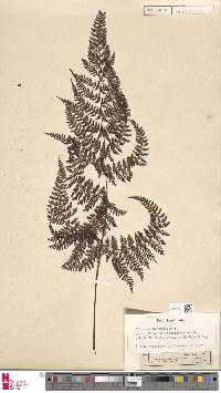 Dryopteris pseudocaenopteris image