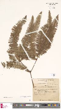 Dicranopteris linearis var. linearis image