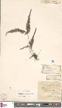 Dicranopteris linearis image