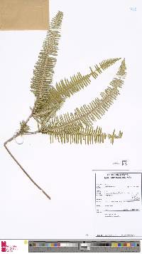 Dicranopteris linearis image