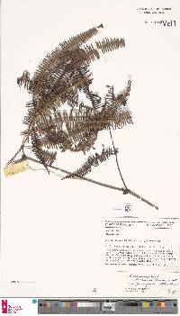 Dicranopteris linearis var. ferruginea image
