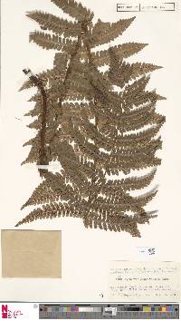 Dryopteris crassirhizoma image