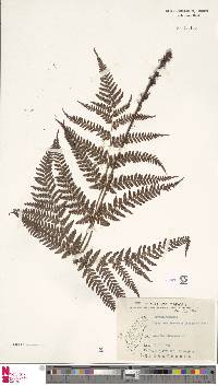 Dryopteris formosana image