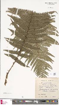 Dryopteris affinis subsp. affinis image