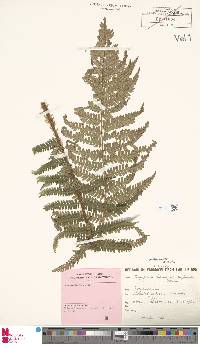 Dryopteris affinis subsp. affinis image