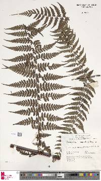 Dennstaedtia glabrata image