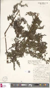 Dennstaedtia scandens image