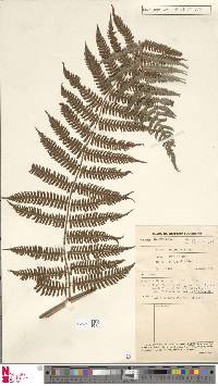 Diplazium polypodioides image