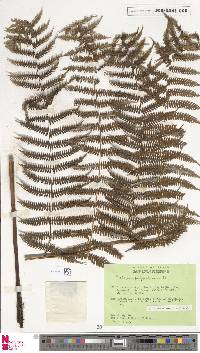 Diplazium polypodioides image