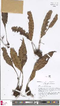 Elaphoglossum novoguineense image