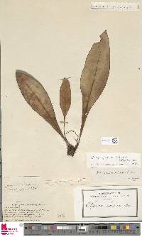 Elaphoglossum luridum image