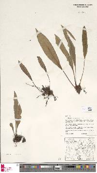Elaphoglossum novoguineense image